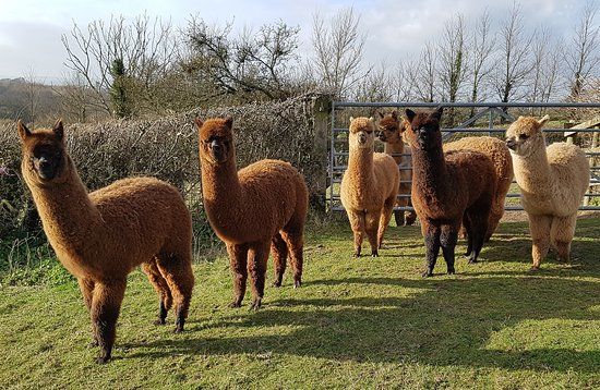 Patou Alpacas